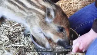 Le parc animalier de Center Parcs | Center Parcs