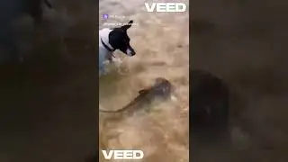 Мы такие разные  #animals #humor #music #mem #tiktok #story #shorts
