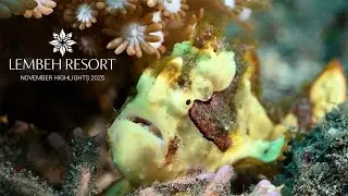 Lembeh November Recap: Rare Critters & Remarkable Encounters