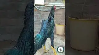 Huge black SHAMO monster #shortvideo #shorts #shamo #aseelmurga #viral #aseel  #trendingshorts
