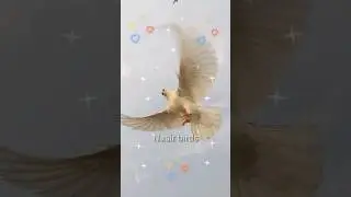 nasir birds|| Clever Pigeon
