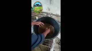 BUDIDAYA MAGGOT SKALA RUMAHAN PRAKTIS PEMULA WAJIB NONTON!!! 