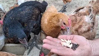 🐓 Натуральное средство для здоровых кур и большого количества яиц осенью и зимой.