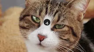 The Hidden Wisdom of Cats 🐱 | What Humans Can Learn from These Mysterious Creatures