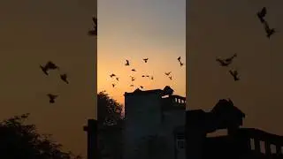 Wings of Freedom 🕊️