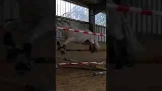 Mein Springpony ❤️🥰 #equestrian #horse #pferde