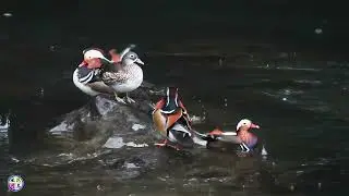 野鳥動画　川でオシドリ