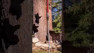 Going up 🛗 #baby #bear #wildlife #animals #moments #love