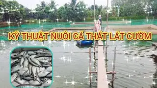 CÁCH CHO CÁ THÁT LÁT CƯỜM ĂN ĐỂ TĂNG TỐC ĐỘ PHÁT TRIỂN VÀ RÚT NGẮN THỜI GIAN NUÔI