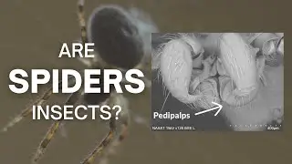 Are spiders insects?