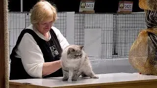 CFA International Cat Show 2017 - Test clip