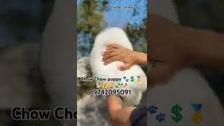Show quality 🔥 chow chow puppies for sale in Bangalore #pets #quality #doglover #puppy #cute