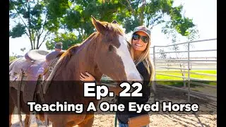 Teaching a 1 Eyed Horse, Barn Upgrades, Dental Care & more! | Ep. 22