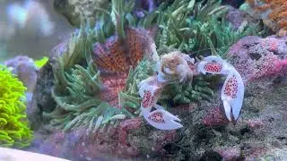 Porcelain Crab Filter Feeding. 4K Close-up Video. Reef Tank 100. Peaceful. Relaxation. UHD.