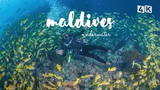 IMMERSIONI SUBACQUEE ALLE MALDIVE | MALDIVES SCUBA DIVING