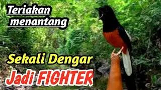 Murai Batu Juara Nasional | Professional Masteran Audio