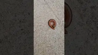 Dangerous Red millipede||