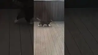 Кошка гуляет на балконе🐱