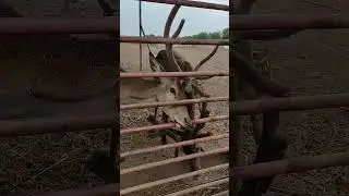 Удивительные животные. ZOO, amazing animals