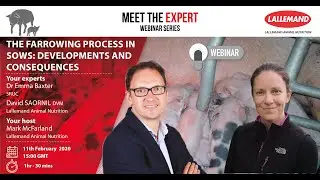 The farrowing process in sows   developments and consequences