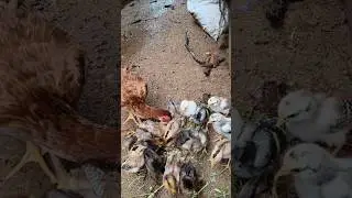 Desi hen and 19 chicks 🐥😱 .#desihen #chicks#wgitachi  #chicken #shorts #youtubeshorts