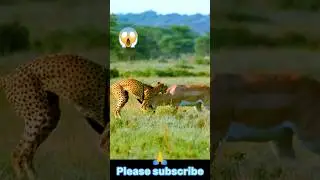 leopard vs antelope~mayahira