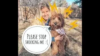 Alyse Parker (Raw Alignment) uses a shock collar on her dog