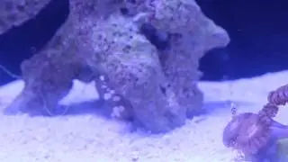10 gallon sexy shrimp reef update #1