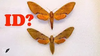 ID CONTROVERSY WITH SPHINX MOTHS   PROTAMBULUX SPHINX MOTHS OF FLORIDA