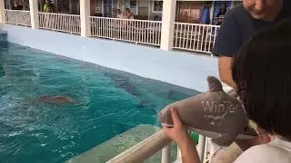 Inspiring Girl Shows Her Dolphin Plush to Winter and Hope