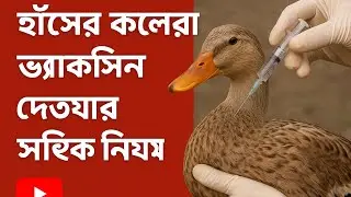 হাঁসের কলেরা রোগ প্রতিরোধে ভ্যাকসিন দেওয়ার সঠিক পদ্ধতি | Duck Cholera Vaccine Guide in Bengali