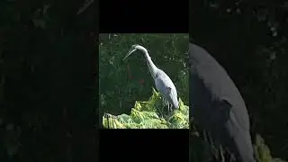 Herons can stretch their neck surprisingly far