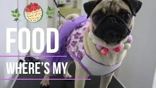 Small Cute Pug Dogs Crying And Calling For Food #dogs