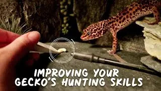 The Ultimate Trick To Solving Your Leopard Gecko&rsquo;s Hunting Skills!