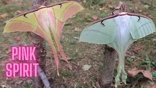 Pink Spirit Moth - Mythical Insect - Actias rhodopneuma (Saturniidae) in HD - Amazing moon moth!