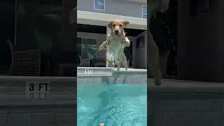 Water is a source of happiness for dogs.💦#funny #foryou #youtube #dog #water #happy #pet