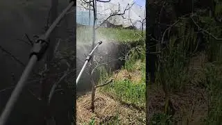HMO Spray apple plant's  #trandingshorts
