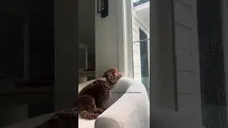 A Puppy Teaches Us How to Find PEACE