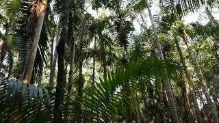 Catbird Call in Australia