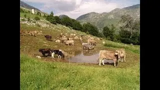 Mucche al pascolo in alpeggio - Cows grazing on the mountain pasture - Vaches pâturage alpin