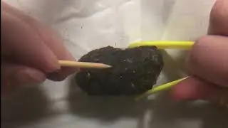 Owl Pellet Dissecting