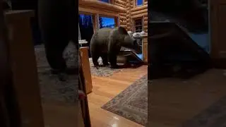 Grizzly BREAKS Into Our Cabin While We Hide in Bedroom