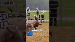 Bull rider Laughs While 3 bull charge at him man vs 3bull