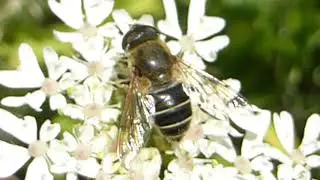 Hoverfly - Eristalis pertinax - Sveifur - Sveifflugur - Flugur - Skord&yacute;r