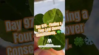 День 979 &mdash; Находим четырелистный клевер подряд. 🍀❄️