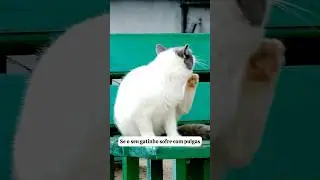 HECTOPAR SPOT F, PULGUICIDA PARA GATOS DE 1 A 4 KG. #gatos #pulguicida #antipulgas #hectoparspotf