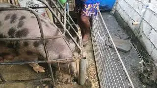 difference between dry and wet feeding (hog feeding)