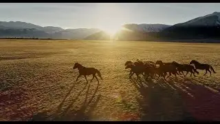 55 million years of EVOLUTION of the HORSE means Mother Nature hasn't got it wrong!