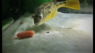 Puffer Fish eating Carrot