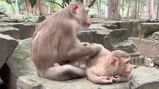 Monkey Family Living Together in One Camp 🐒❤️